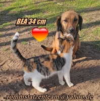 Bea PS Katze2