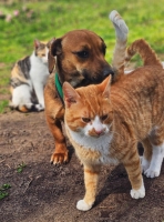Poldine Katze