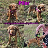 Pilar Collage Pilar