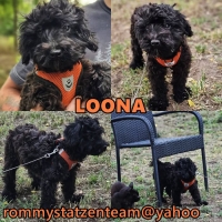 Loona Collage Loona