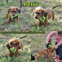 Petre Collage Petre