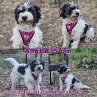 Amita Collage Amita