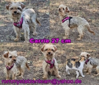 Carrie Collage Carrie