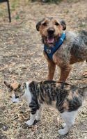 Finjo Katze