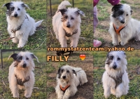 Filly Collage neu