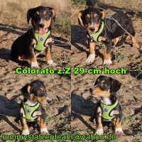 Colorato Collage