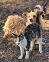 Sinja Katze