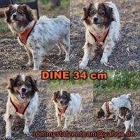 Dine Collage