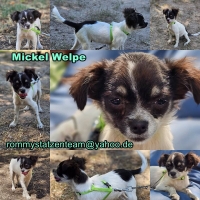 Mickel Collage Mickel