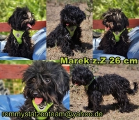Marek Collage Marek