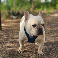 Hugo3