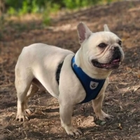Hugo5