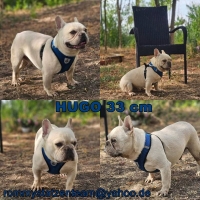 Hugo Collage Hugo