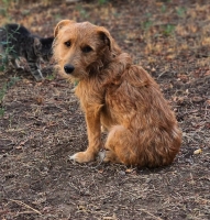 Rollo4