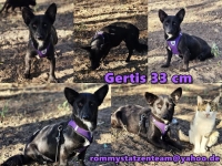 Gertis Collage