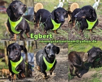 Egbert Collage