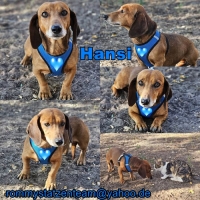 Hansi Collage