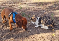 Hansi Katze