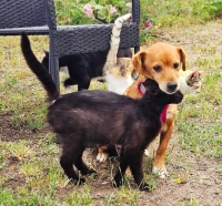 Fanja und Katze