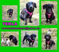 Tekla Collage2 Tekla