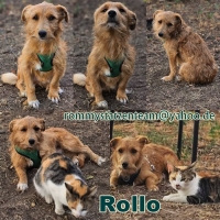 Rollo Collage