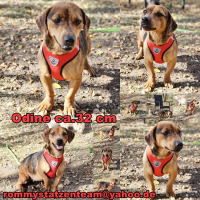 Odine Collage