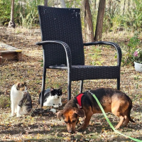 Odine Katzen2