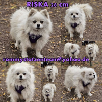 Riska Collage Riska