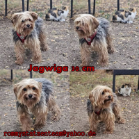 Jagwiga Collage Jagwiga