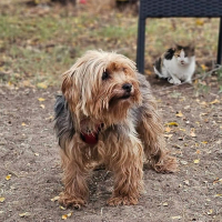 Jagwiga Katze