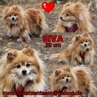 Siva Collage Siva